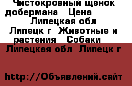 Чистокровный щенок добермана › Цена ­ 10 000 - Липецкая обл., Липецк г. Животные и растения » Собаки   . Липецкая обл.,Липецк г.